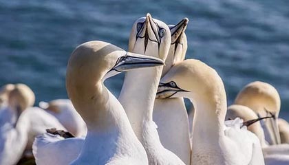 91网页浏览器免费版想转发前：先看字幕是不是加重语气，再把证据列成条（写作也能用）